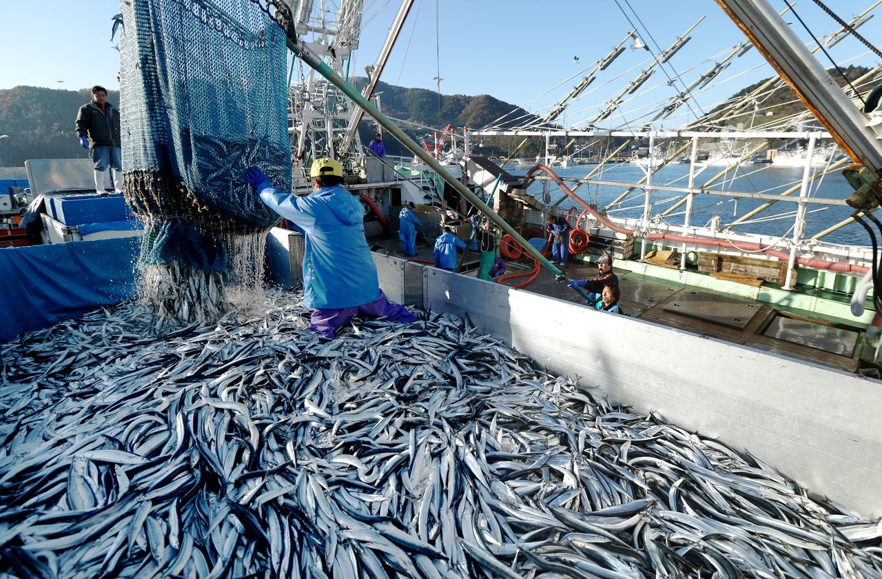 与根室、大船渡齐名，秋刀鱼卸货量在日本全国名列前茅的女川港，渔民正从大型渔船上卸下应季的秋刀鱼（时事社，摄于2012年11月）