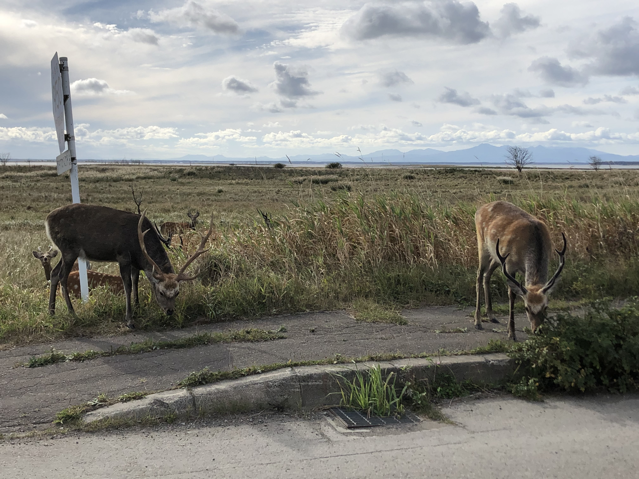 在北海道拍到的北海道梅花鹿(图片:农林水产省)