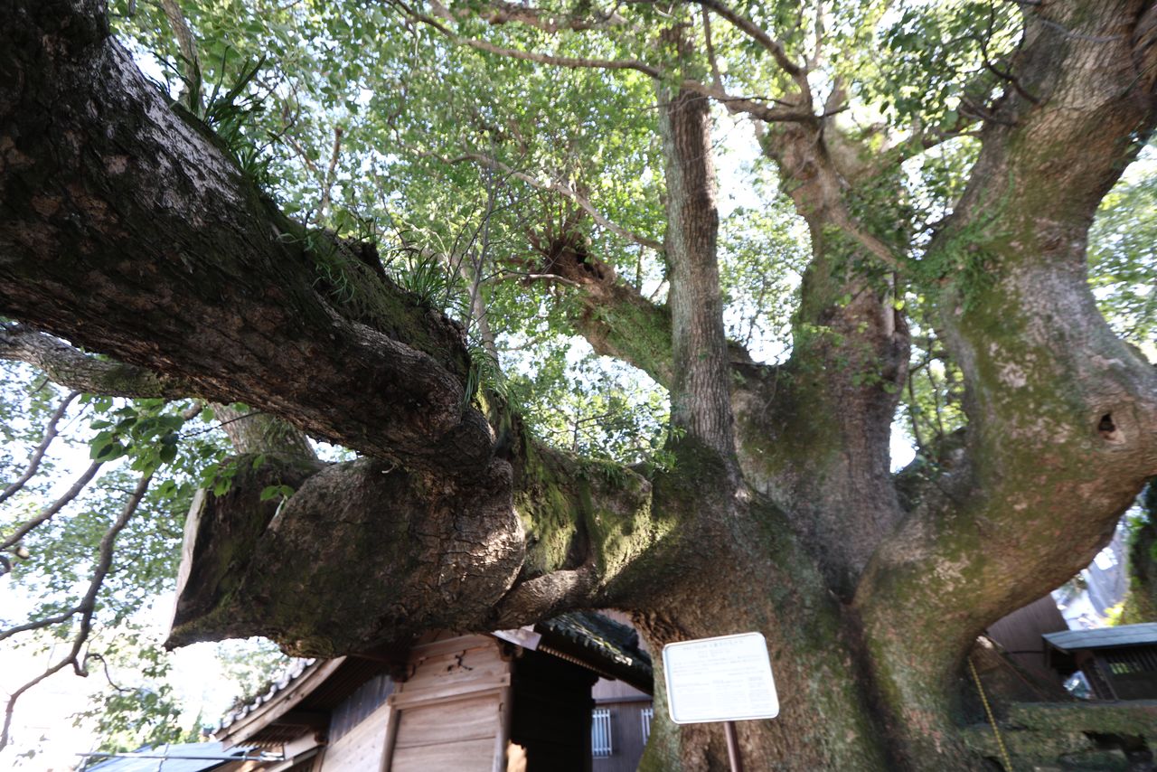 几乎要压在民居房顶上的大德寺大樟树(图片:斋藤隆)