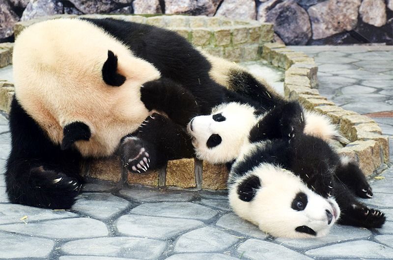 和歌山“冒险世界”的大熊猫一家，大熊猫妈妈良浜和双胞胎大熊猫宝宝（摄于2015年5月）