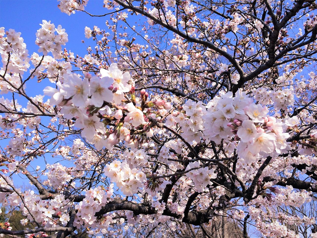上野的樱花