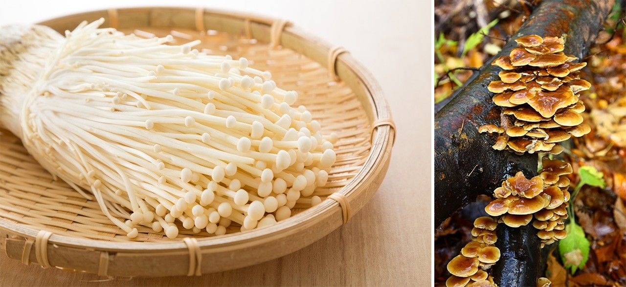 人工栽培的金针菇(左)和天然金针菇