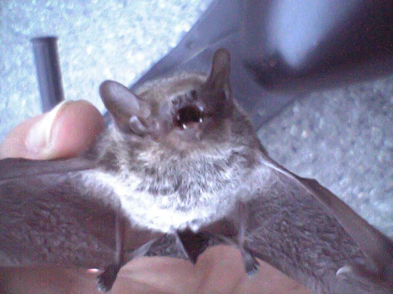 城市里常见的住家性蝙蝠