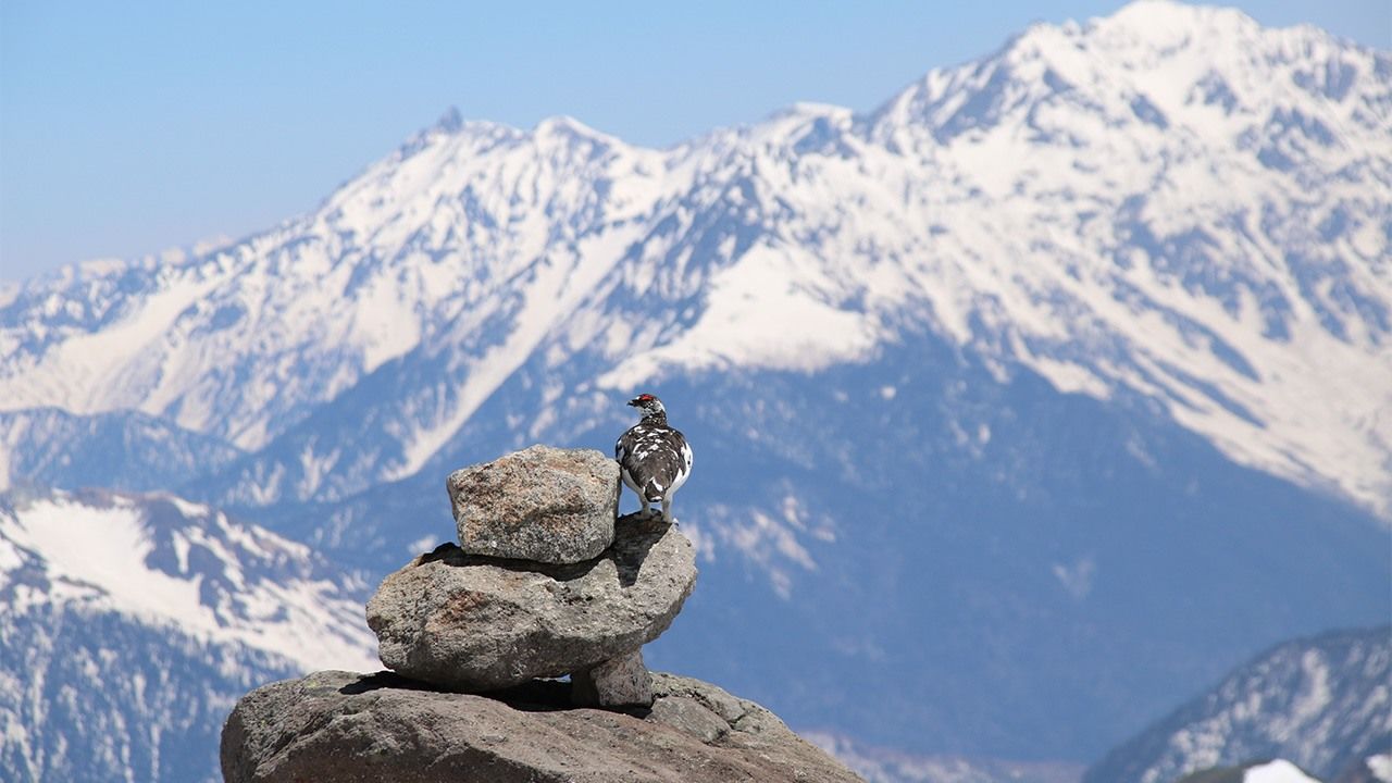 保护“神鸟”日本岩雷鸟——在中央阿尔卑斯山开展的“复兴行动” | Nippon.com