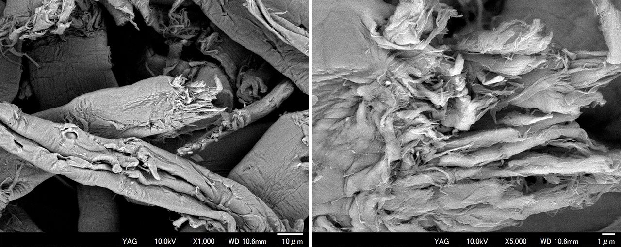 左，电子显微镜(SEM)拍摄的成型材料中的纤维素纤维，分辨率为10μm；右，相同纤维素纤维，分辨率为1μm (提供：松下公司)