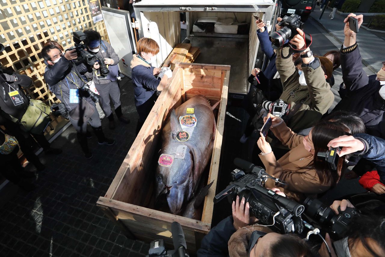 2022年1月5日，丰洲市场新年竞拍中成交价最高的金枪鱼。成交价1688万日元（约合人民币85万元），相当于每公斤8万日元（约合人民币0.4万元）（图片：时事社）