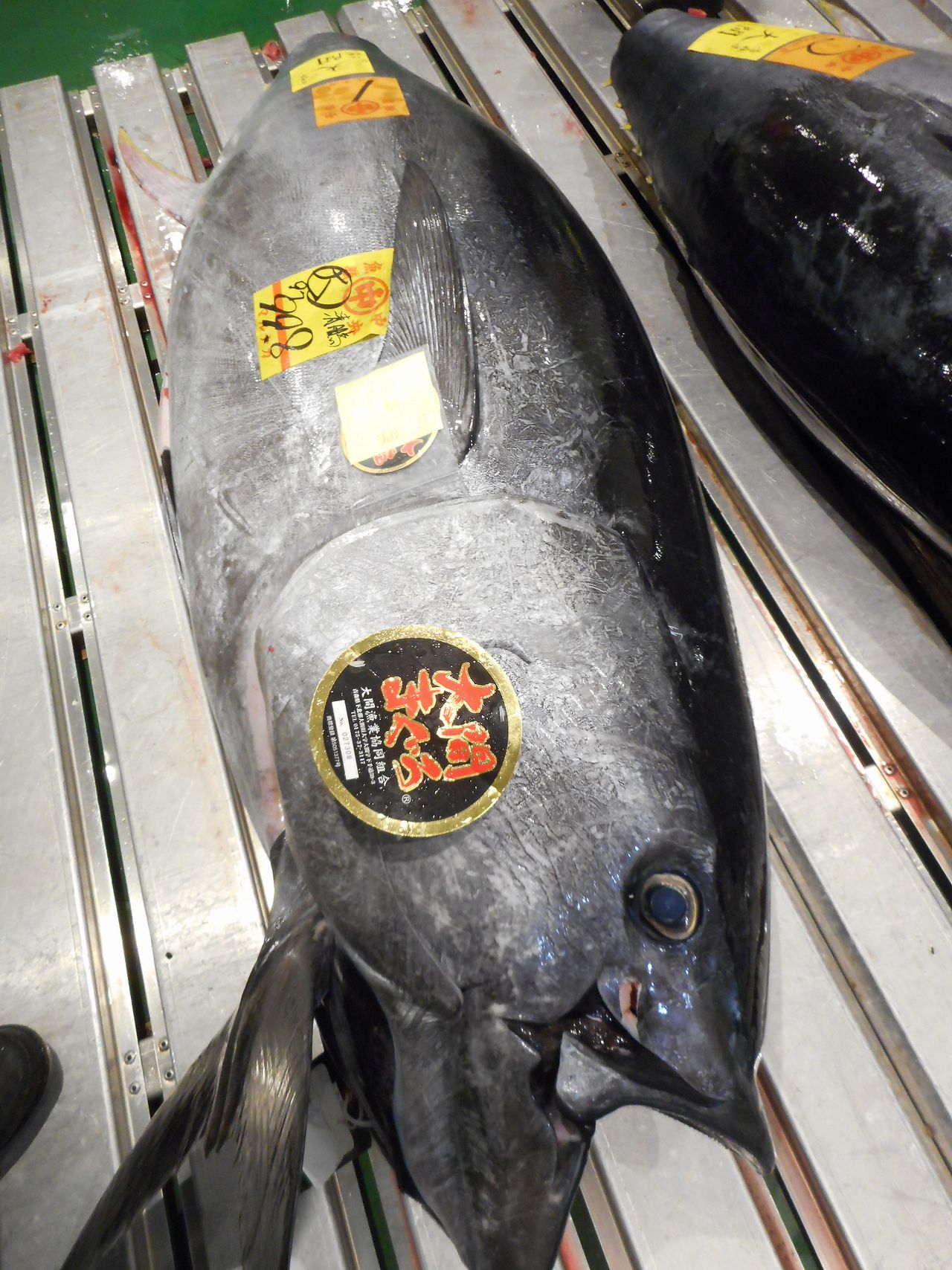 在丰洲市场被成功竞拍的太平洋蓝鳍金枪鱼，鱼身上贴着一张“大间金枪鱼”的标签，彰显其最高级的品质。希望这张标签不会就此失去品牌光芒（图片：丰州市场相关人士）