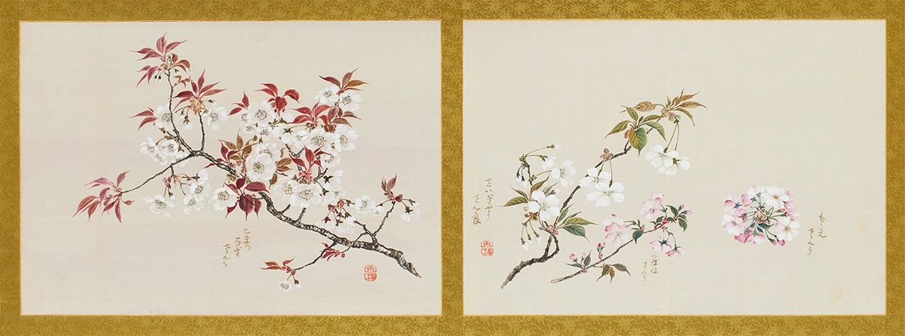 迹见玉枝的《樱花图卷》（部分），画册长达12米，将40多种罕见的樱花品种绘制成25张画作