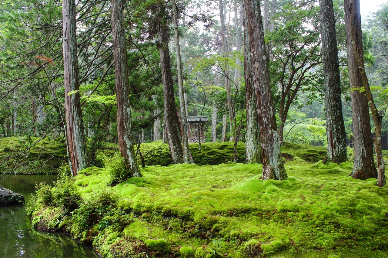 被称作“苔寺”的京都西芳寺日式庭园，入选了世界文化遗产。（作者拍摄）