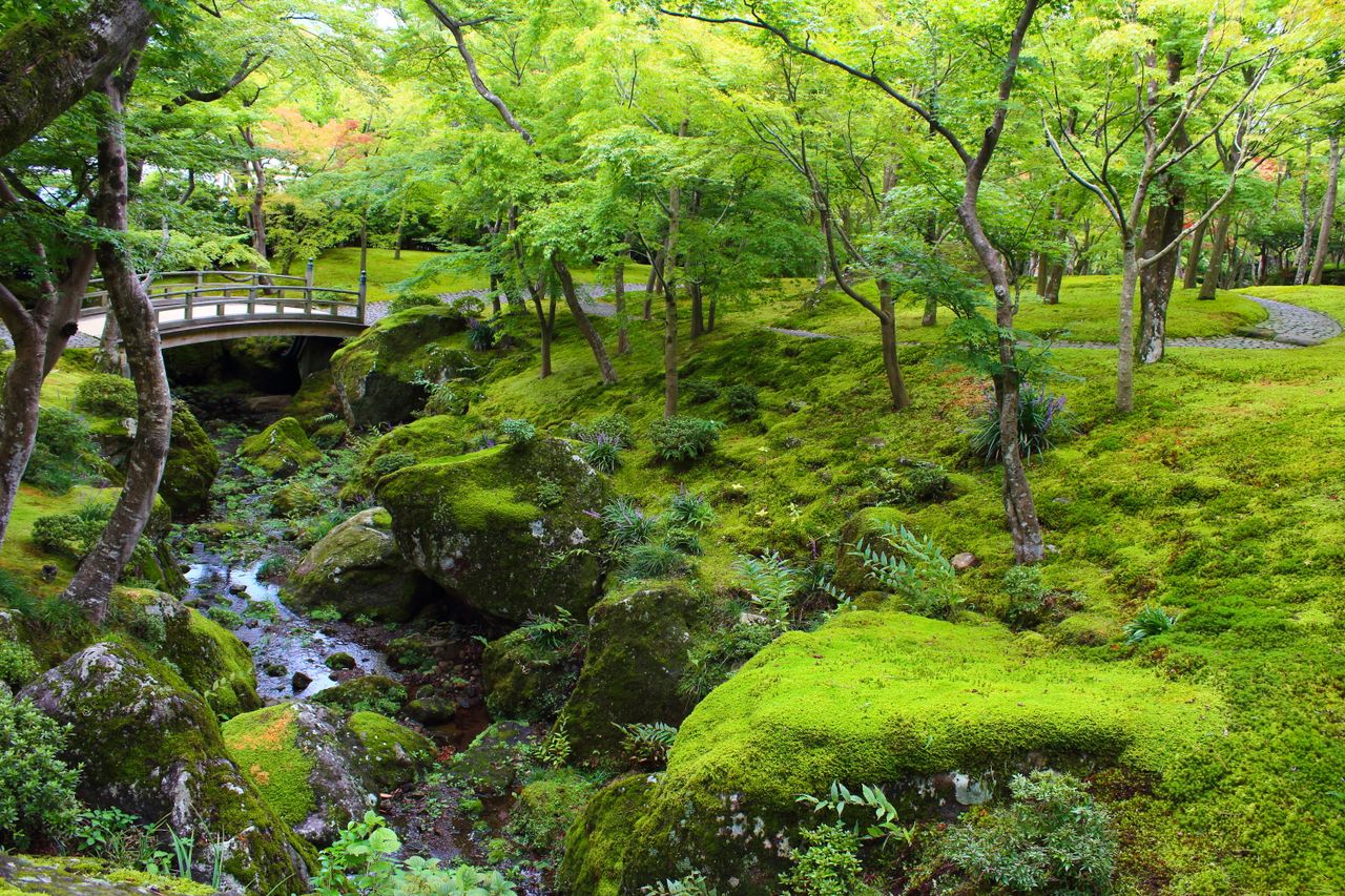 神奈川县箱根美术馆的日式庭园景观丰富，为多种苔藓提供了生长场所。（作者拍摄）