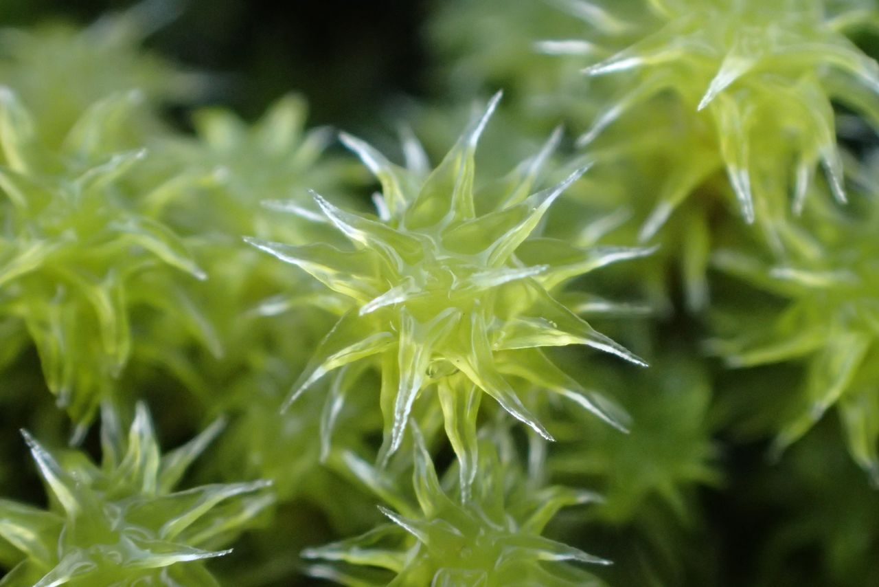 娇嫩、纤细的东亚砂藓。苔藓通过体表吸收营养，因此它们对环境变化非常敏感。（作者拍摄）