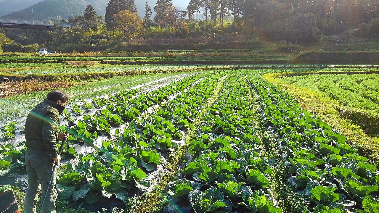 在“菌宝宝农场”,肥沃的土壤中,有机卷心菜茁壮成长