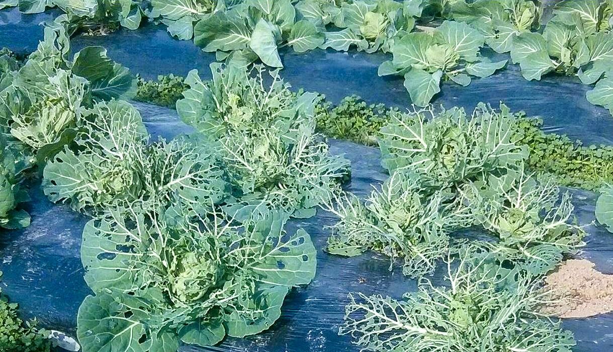 同一片田地里,上面是优质卷心菜,下面是生长不良的卷心菜。青虫偏爱蚕食“体弱”的卷心菜