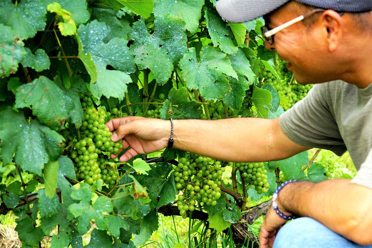 田里种植着克隆品种“MV6”，宫本将其作为自家黑皮诺的主要品种。该克隆品种据说是源于勃艮第伏旧园（Clos de Vougeot）的葡萄品种（作者拍摄）