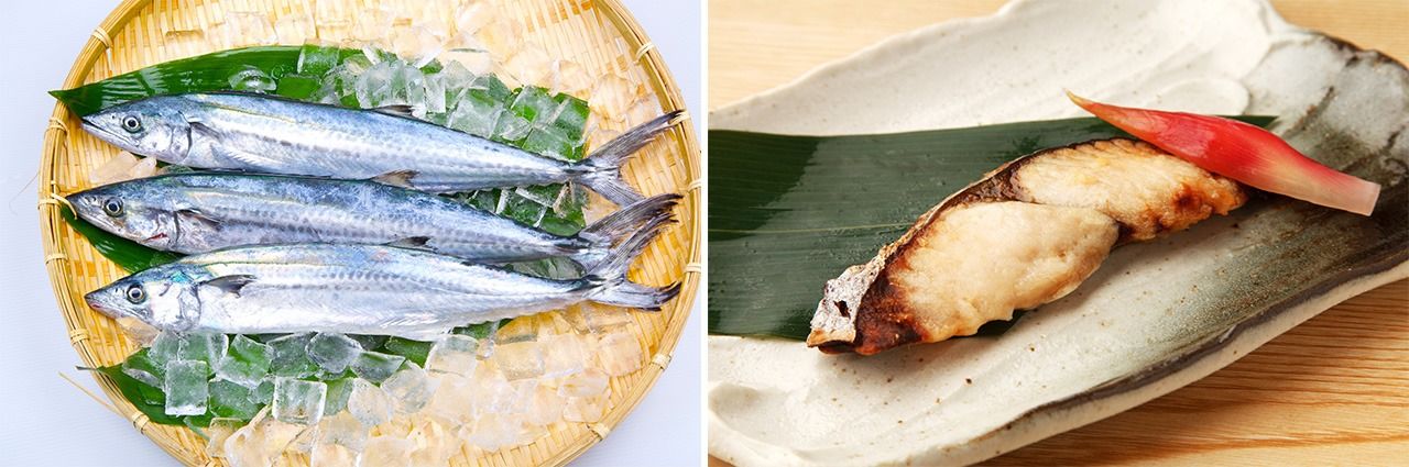 蓝点马鲛鱼（左）和涂了白味噌的西京烤鱼（右）（图片：PIXTA）