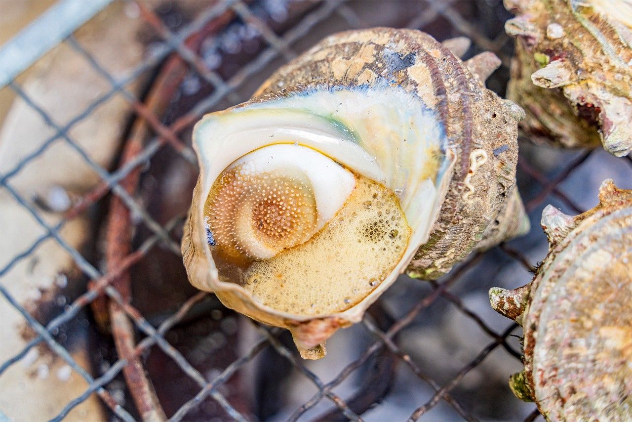 带壳烤蝾螺（图片：PIXTA）