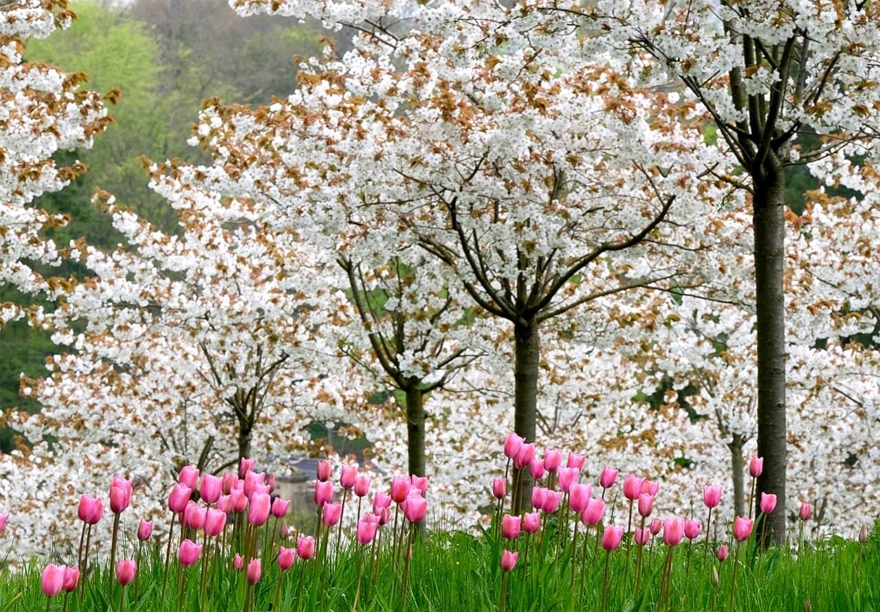 诺森伯兰郡的阿尼克花园盛开的太白樱（图片：玛格丽特•惠特克）