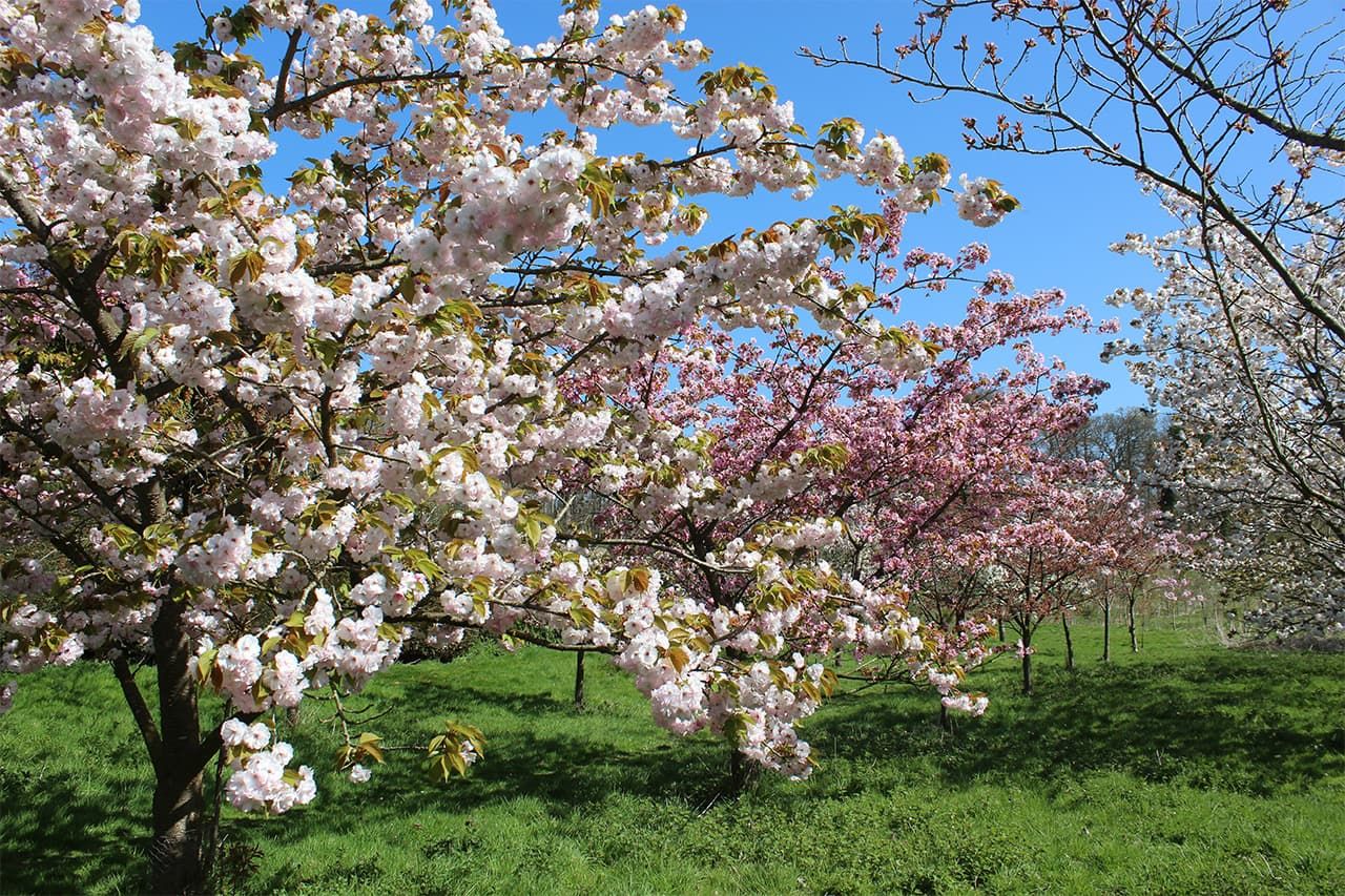 温莎大公园的私有苗圃里种植的松前樱（图片：阿部菜穗子）