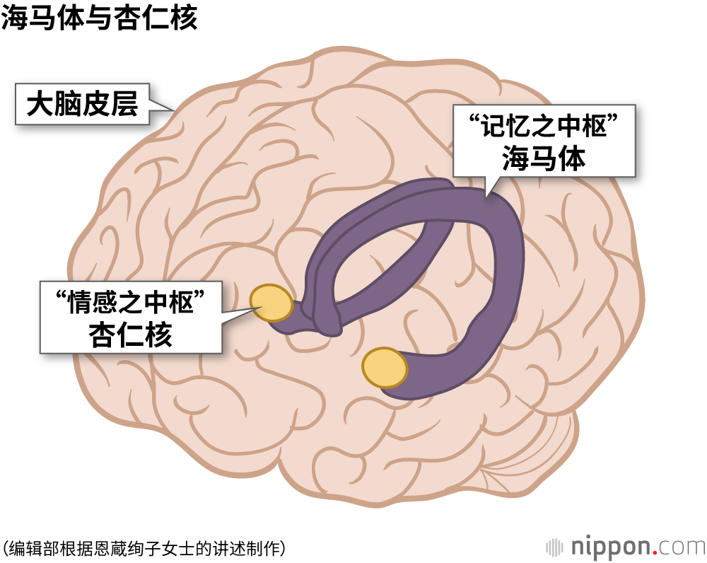 海马体与杏仁核