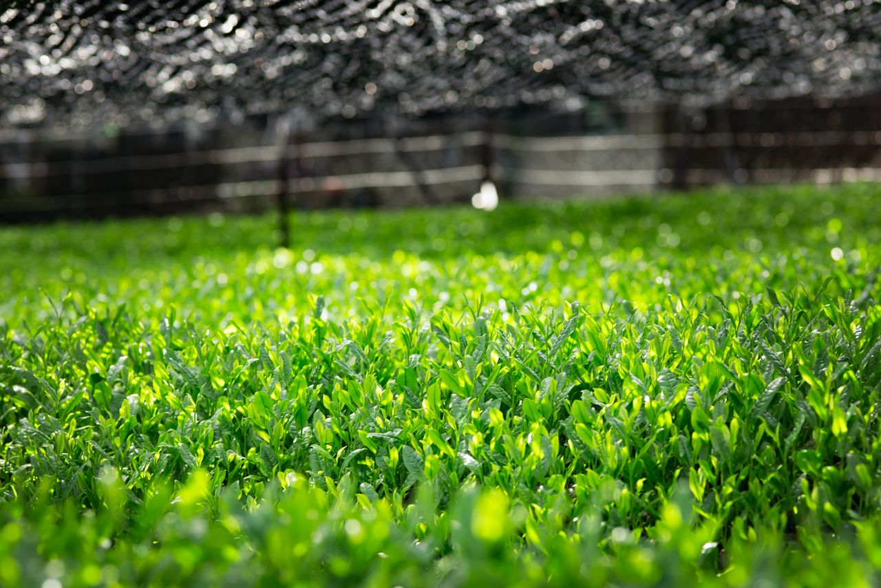 “覆下”种植的碾茶(图片:PIXTA)