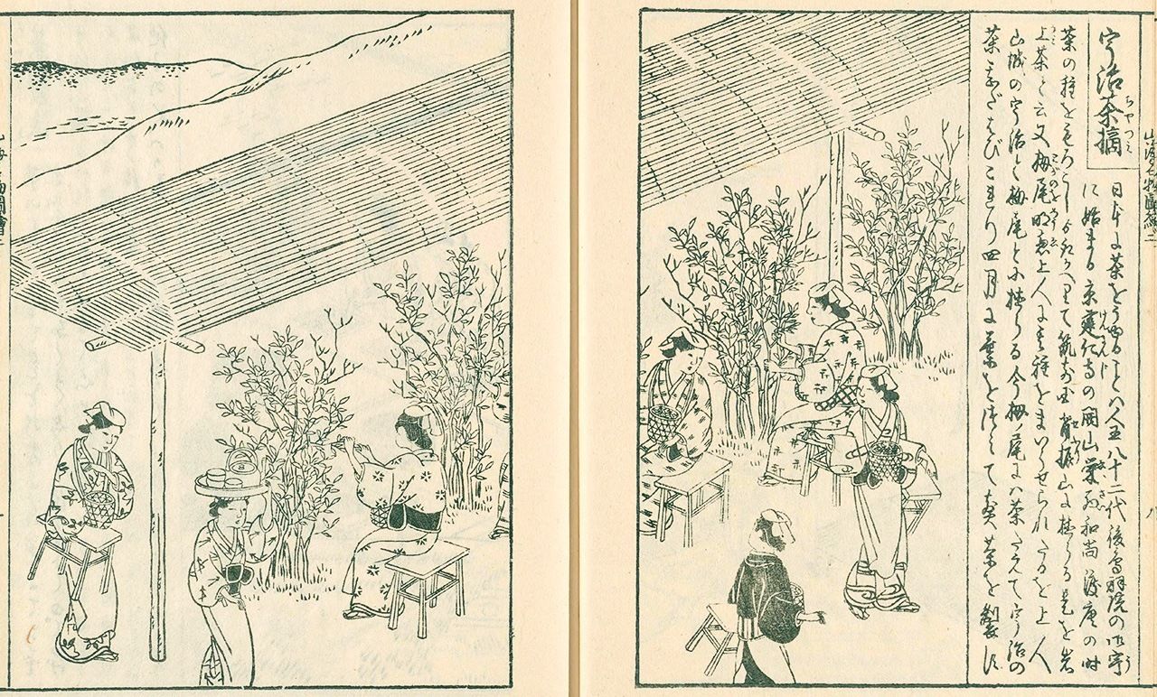 《日本山海名物图会》中的宇治茶采摘图(图片:日本国立国会图书馆数字馆)