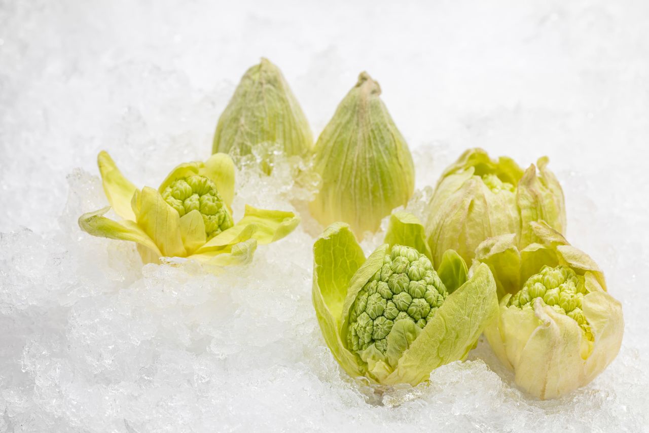 破雪而出的蜂斗菜花蕾(PIXTA)