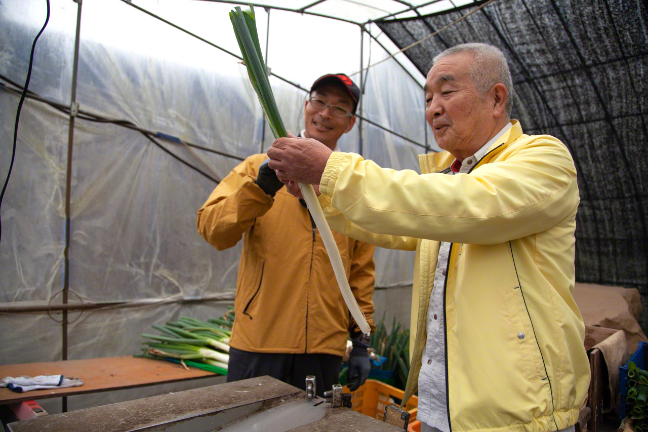 在堆满大葱的农棚里，高田与中原谈笑风生