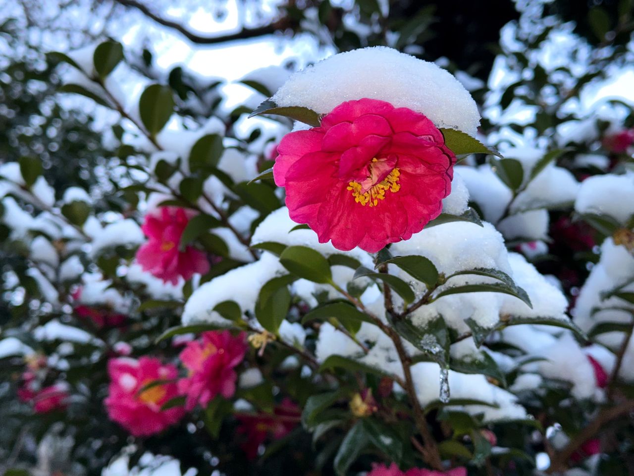 建于平安时代的圆融寺内,落满白雪的山茶(2026年2月8日于东京都目黑区碑文谷,本文作者摄)