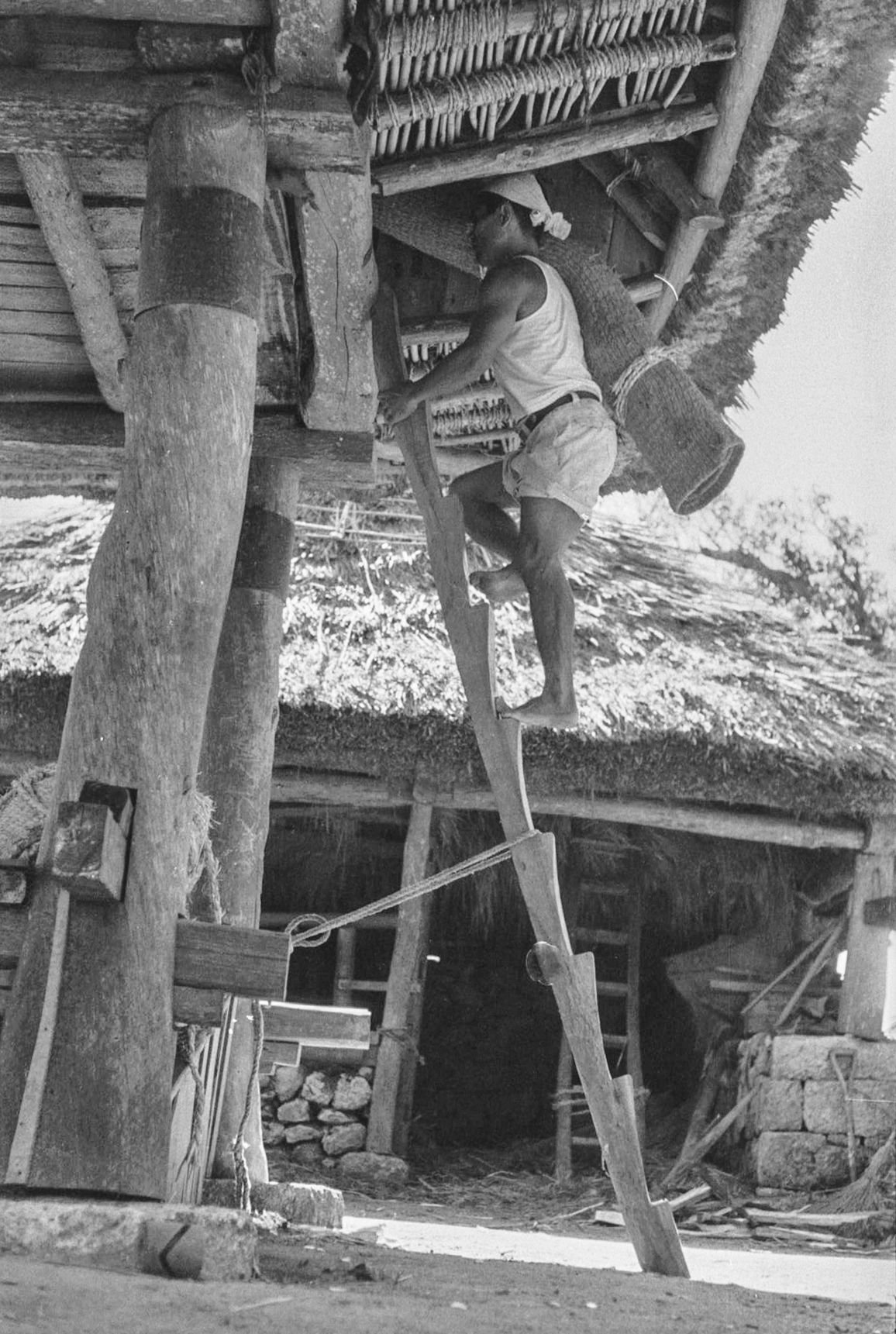 背着重达60公斤的稻谷袋爬梯子到粮仓。这种在圆木上凿出踏脚制成的梯子,与静冈县登吕遗址出土的文物极为相似