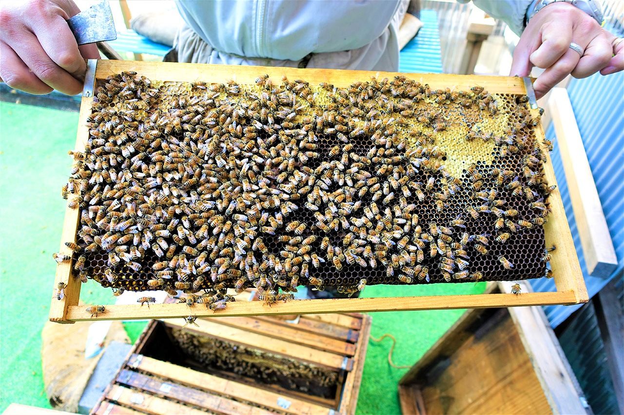 采蜜季节结束了，但即使在冬季，蜜蜂也会身沾花粉回到蜂箱