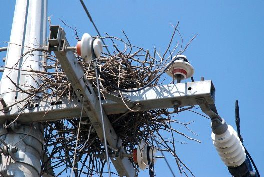 筑在电线杆上的乌鸦巢