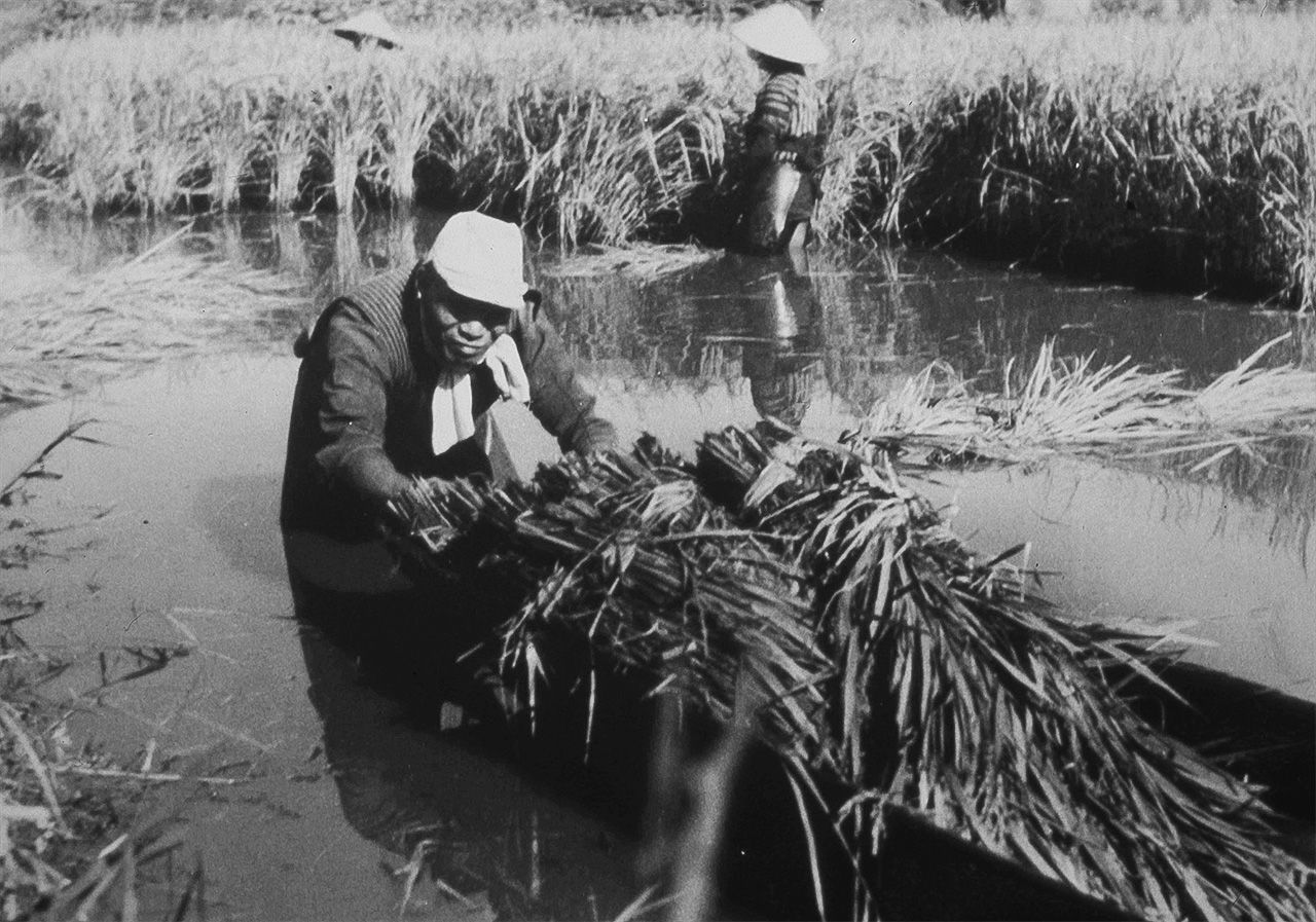在龟田乡的稻田里，一位农民推着装满稻谷的船（本间喜八摄，图片提供：龟田乡土地改良区）