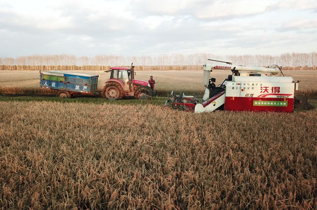 在三江平原红卫农场的稻田里收割水稻的自动联合收割机（右）（2020年10月15日，新华社/共同通信Images）