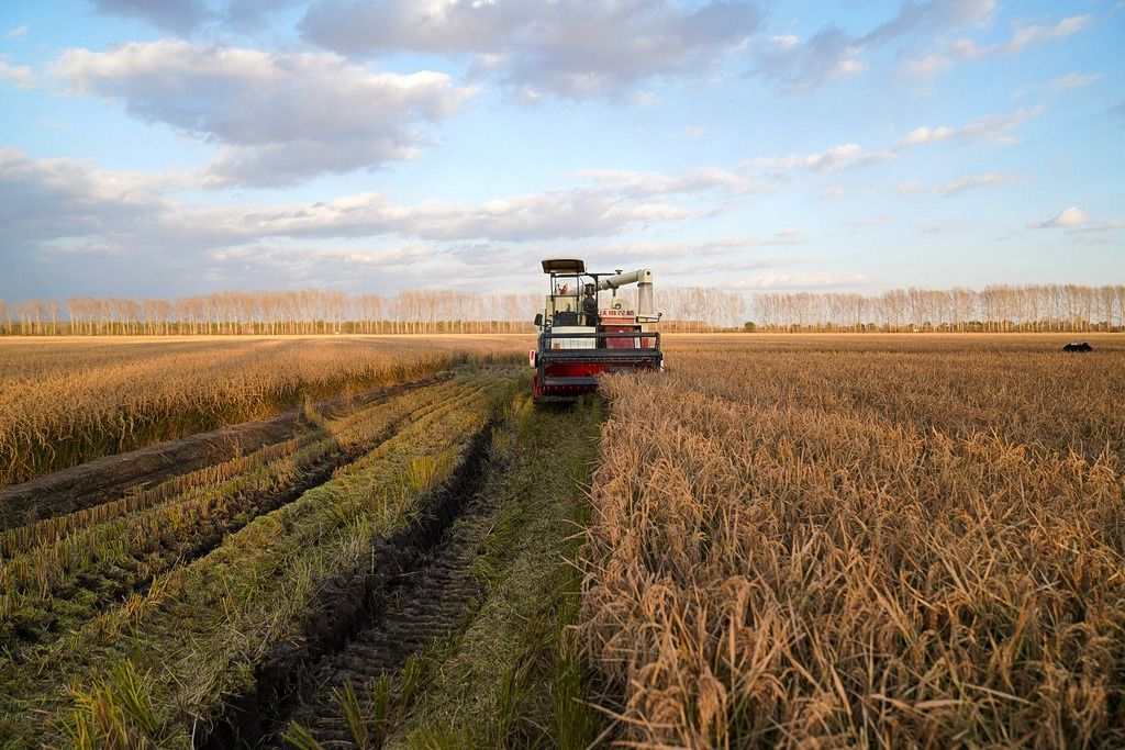 自动联合收割机在三江平原收割水稻（2020年10月15日，新华社/共同通信Images）