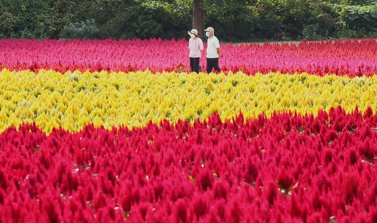 (视频)青葙花开