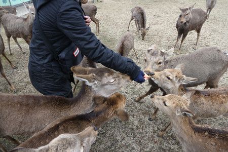 在人类保护下，保持了1000年以上基因独立性的奈良公园鹿群（摄于2021年2月）