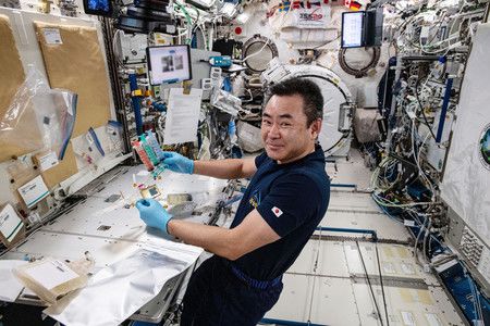 星出彰彦在国际空间站（ISS）的日本“希望号”实验舱开展零重力环境下老鼠胚胎发育实验（JAXA提供）