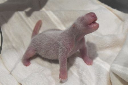 11月22日，位于日本和歌山县白浜町的休闲设施“冒险世界”22日宣布，该设施饲养的20岁大熊猫良浜产下一只雄性宝宝。（图片提供：冒险世界）