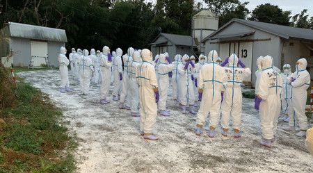 大批福冈县政府职员在发现疑似高致病性禽流感病毒的养鸡场开展扑杀准备工作，25日上午，福冈县宗像市（福冈县提供）
