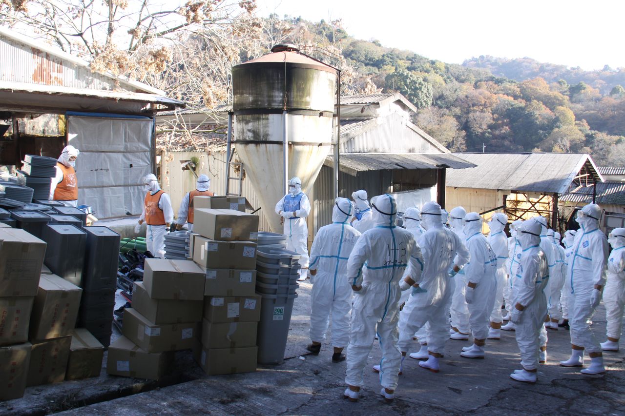 和歌山县纪之川市一家发生禽流感的养鸡场开始采取扑杀行动，和歌山市提供（时事社）