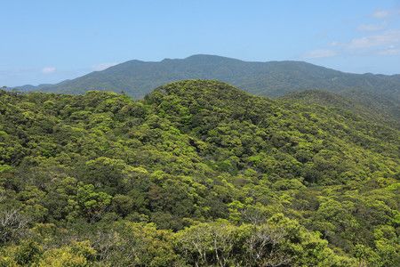 奄美群岛国立公园的汤湾岳山顶和绽放新绿的森林，2020年3月20日，鹿儿岛县宇检村