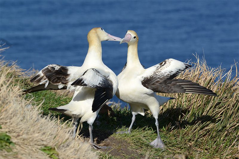 what does the albatross symbolize