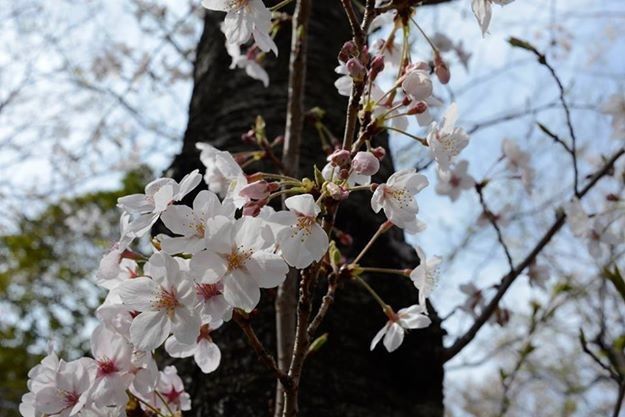 Sakura Cherry Blossoms Nippon Com