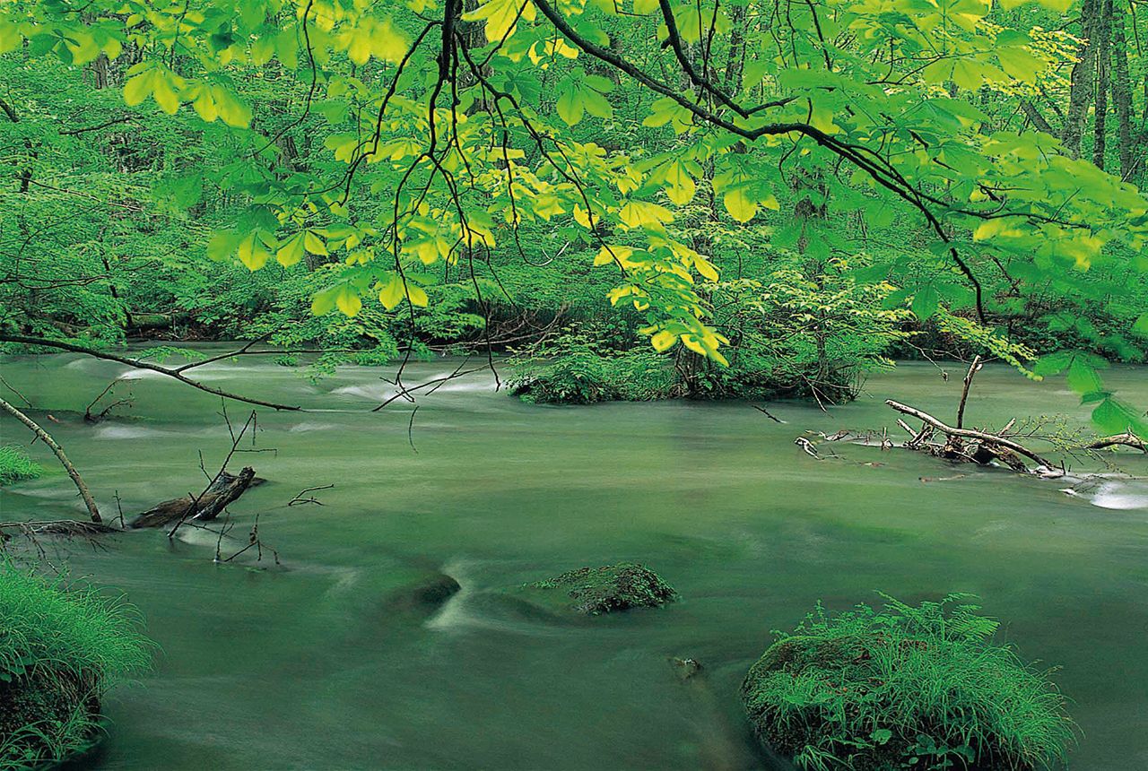 The Oirase Gorge, with its clear-flowing water, is a major landmark of the Tōhoku region. (© Aomori Prefecture Tourism Federation)