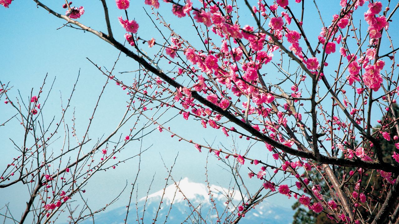 Early Spring In Tōhoku Plum Blossoms In Aomori Iwate And Akita Nippon Com