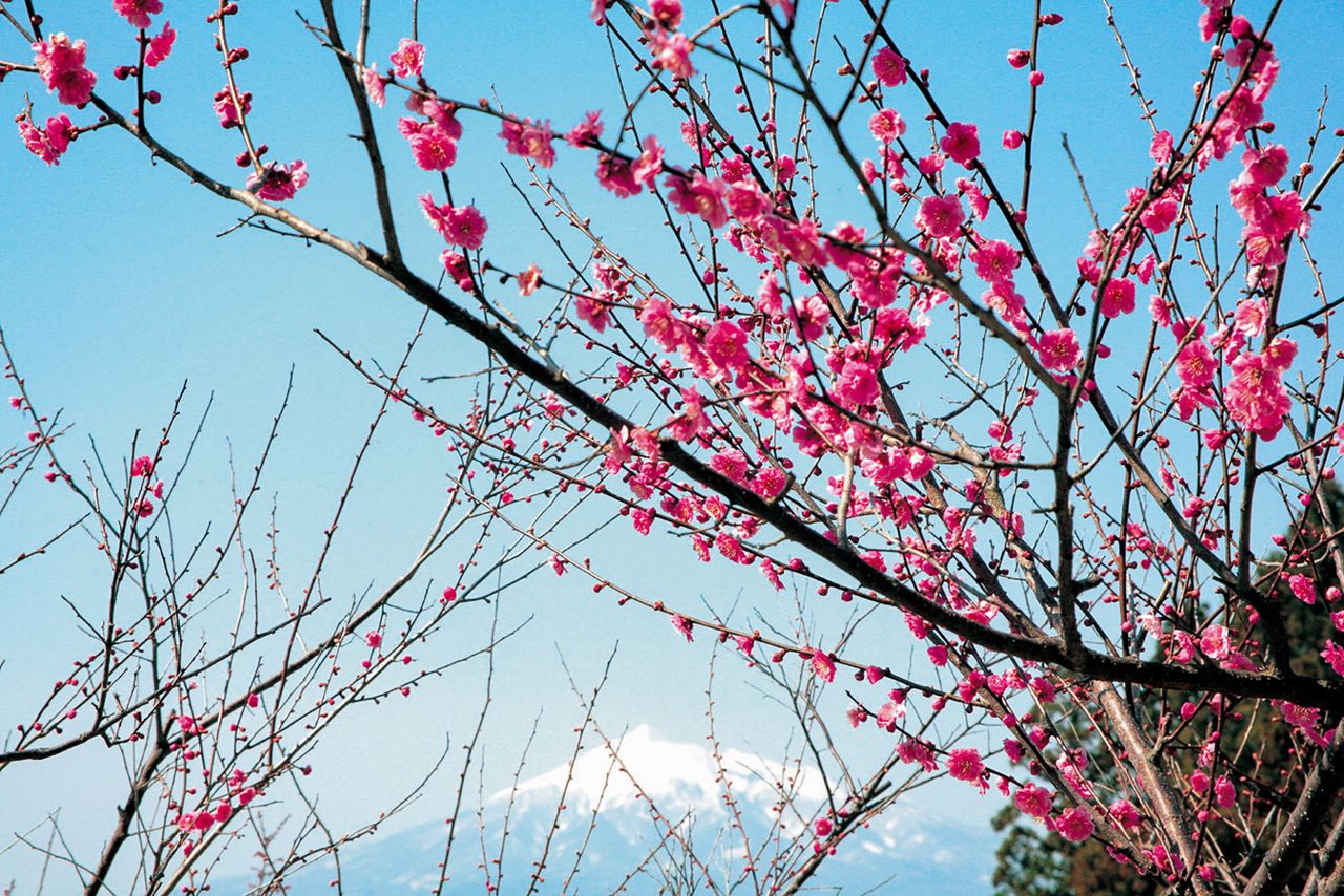 <em>Ume</em> in bloom, with Mount Iwaki in the distance. (Photo courtesy of the Goshogawara City Tourist Association)