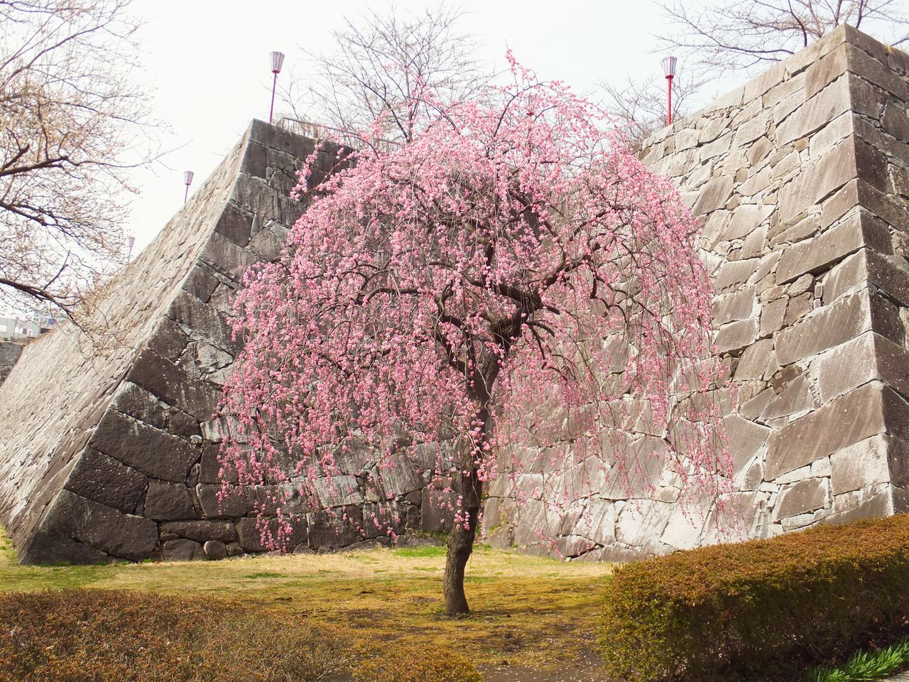 Fragrant ume in bloom on the castle grounds. (Photo courtesy of the Morioka Tourism and Convention Association)