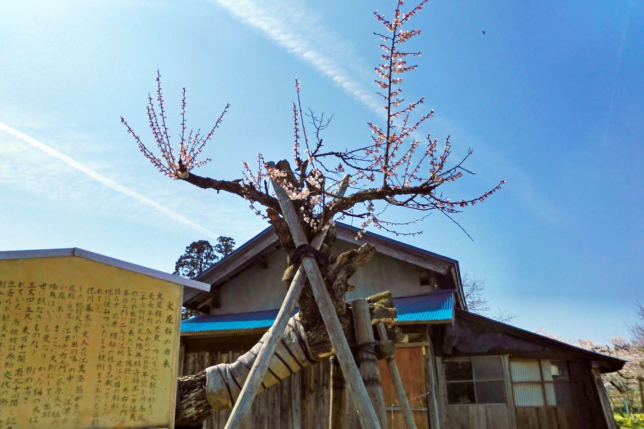 Ōya has been renowned for ume for nearly 1,200 years. The ume in the garden of the Ezu residence pictured here is said to be the original Ōya ume. (Photo courtesy of the Yokote City Tourism Association)