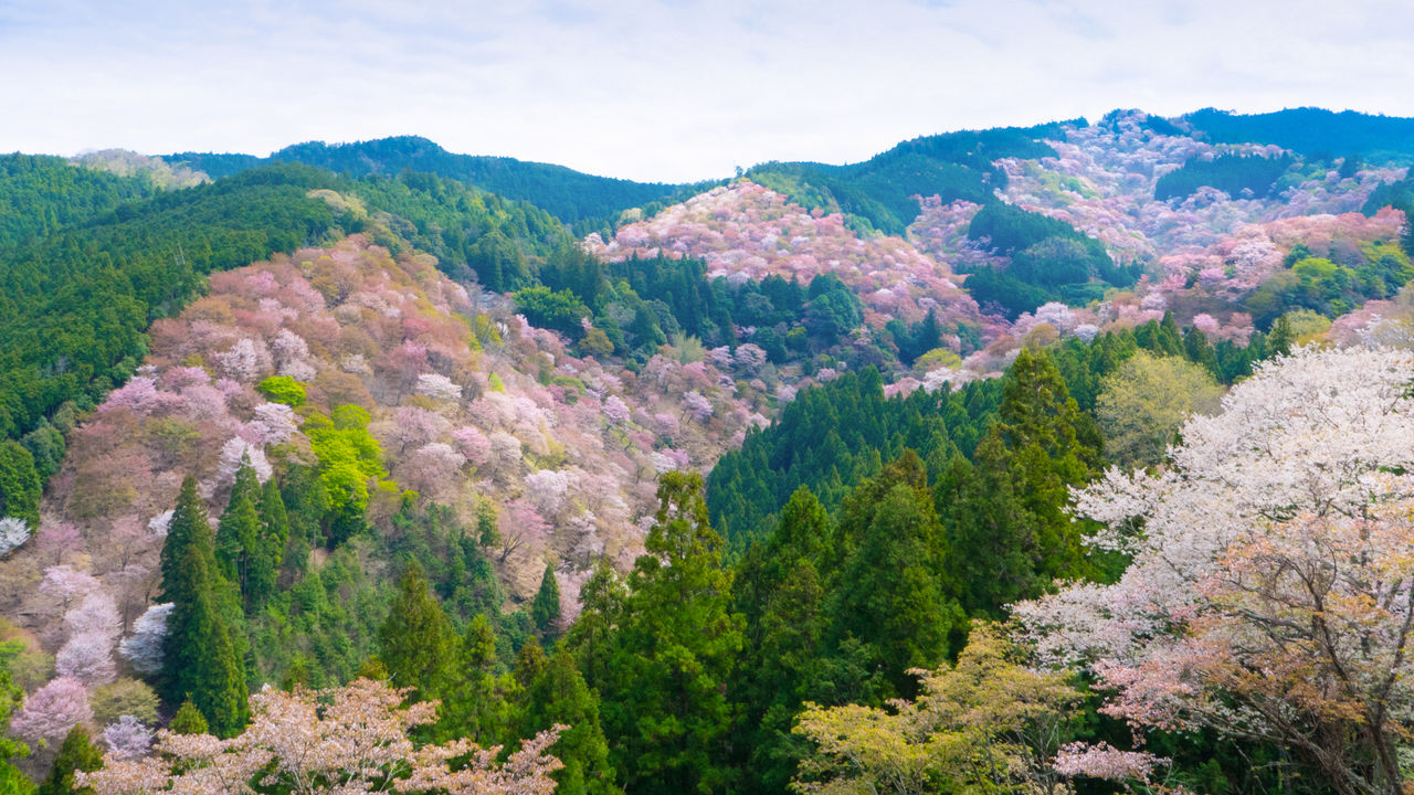 melihat bunga sakura di jepang, yoshino, kansai