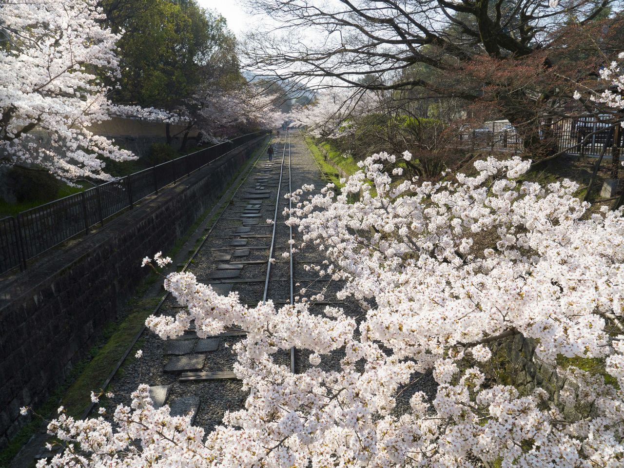 Enchanting somei yoshino cherry blossoms adorn the disused track.